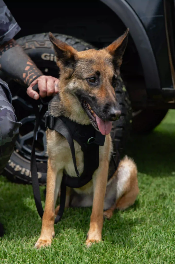 Hi Zone Security K9 unit trained security dog with handler in Gauteng